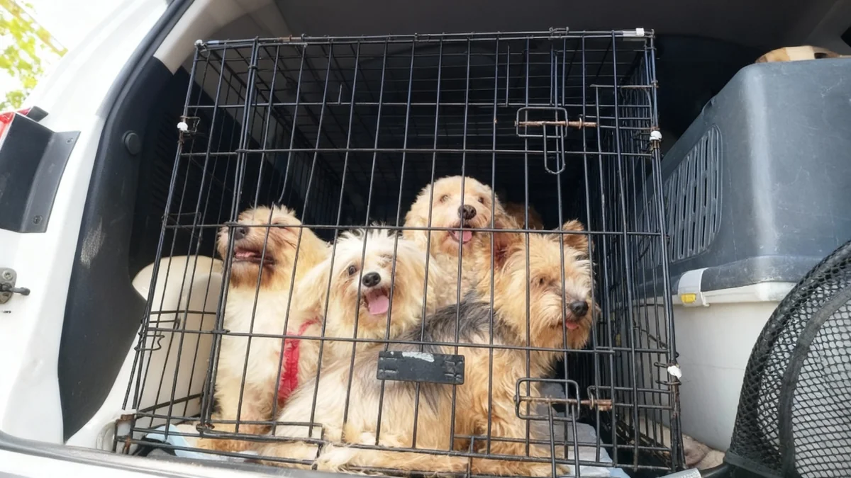 Rescatan 16 perros de un criadero ilegal en un piso de Valencia